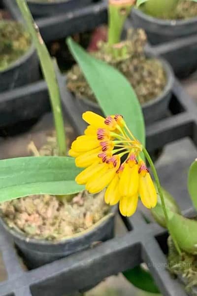 bulbophyllum retusiusculum