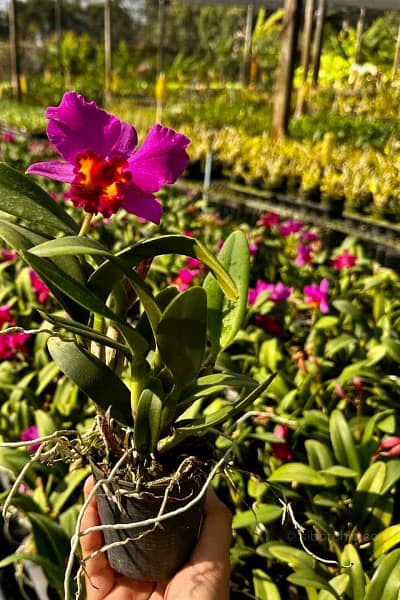 Cattleya Hybrids Red