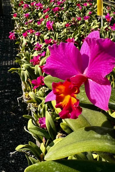 Cattleya Hybrids Red