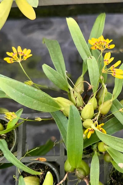 bulbophyllum retusiusculum