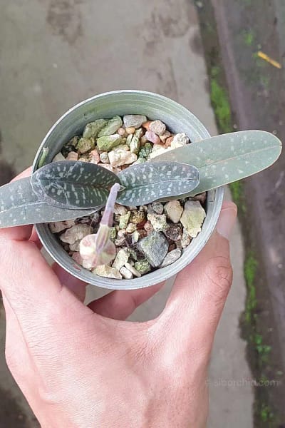 Paphiopedilum thaianum