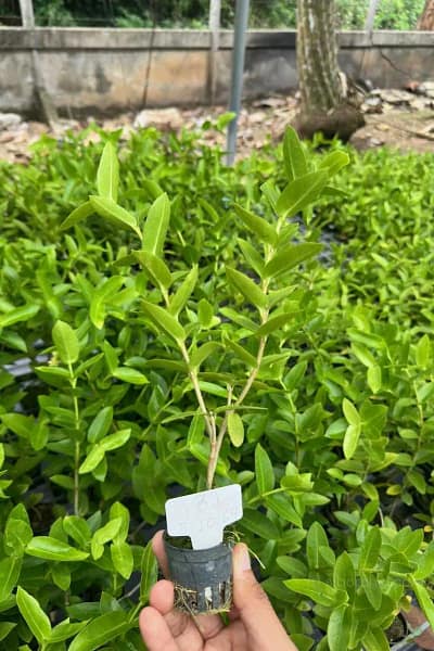 Hoya densifolia