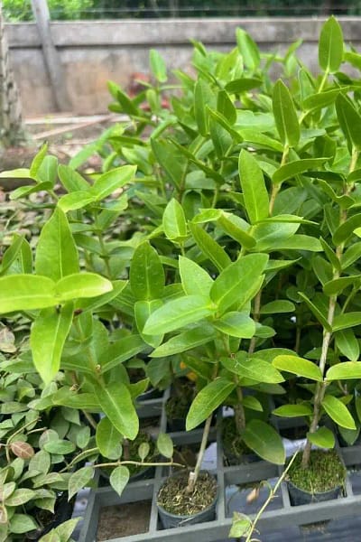 Hoya densifolia