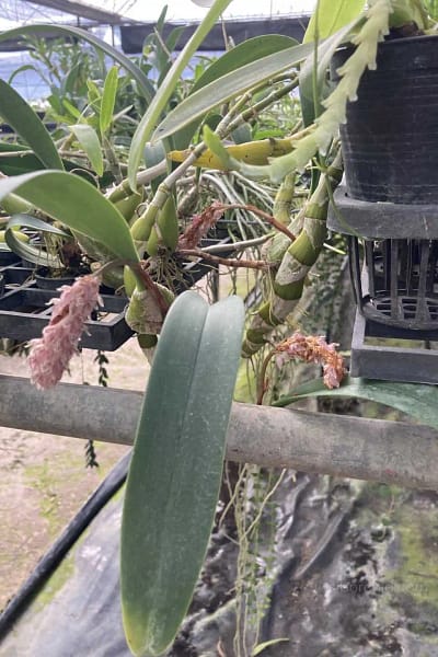 Bulbophyllum lilacinum