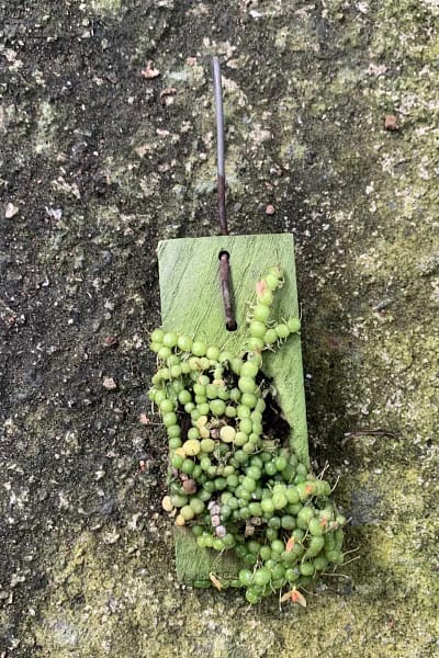 Bulbophyllum moniliforme