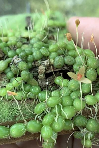 Bulbophyllum moniliforme