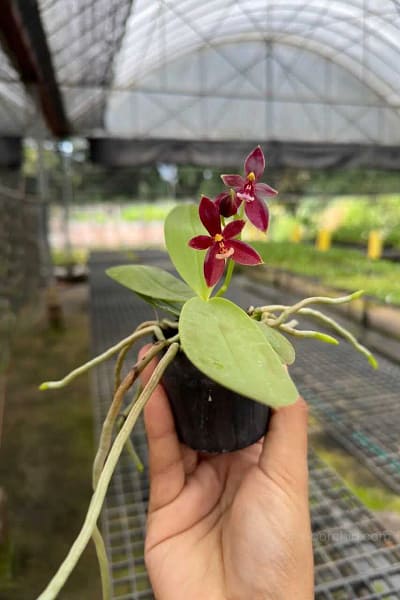 phalaenopsis cornu-cervi red