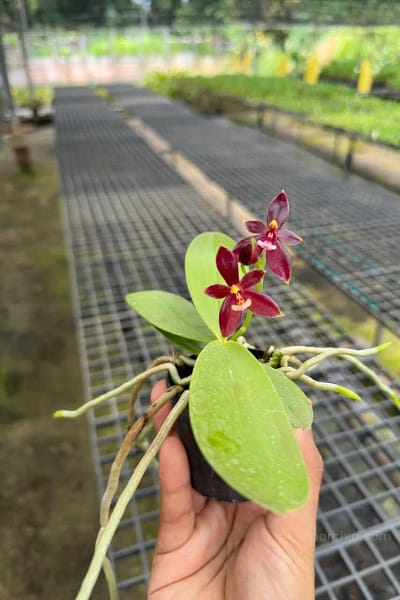 phalaenopsis cornu-cervi red