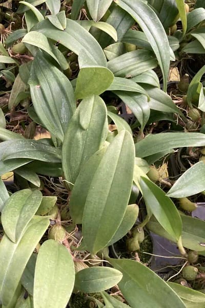 Bulbophyllum smitinandii
