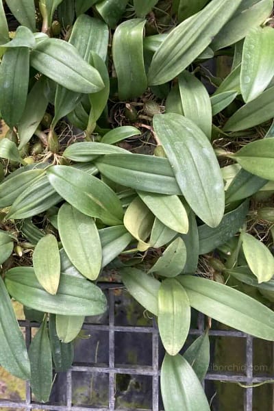 Bulbophyllum smitinandii