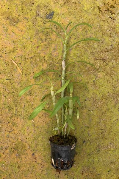 Dendrobium sutepense