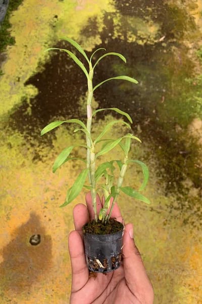 Dendrobium sutepense