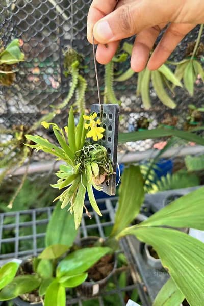 Psygmorchis pusilla