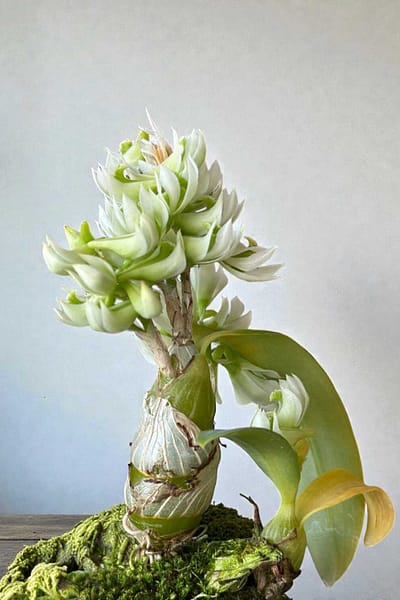 Dendrobium peguanum Alba