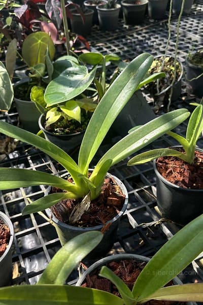 Paphiopedilum parishii