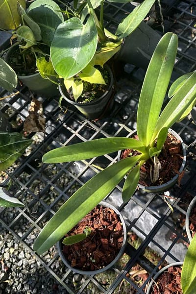 Paphiopedilum parishii