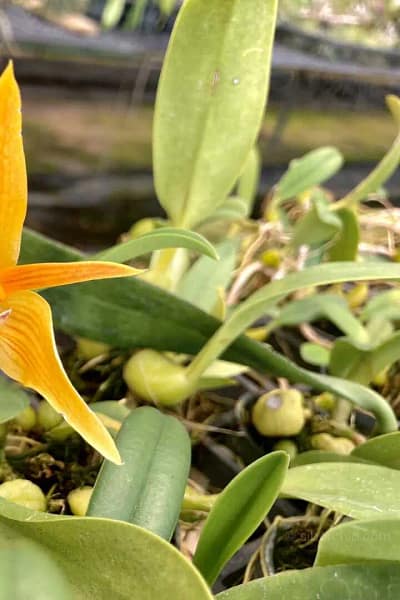Bulbophyllum smitinandii