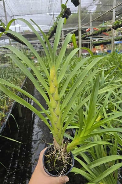 grammatophyllum speciosum