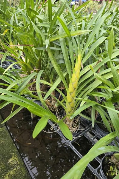 grammatophyllum speciosum