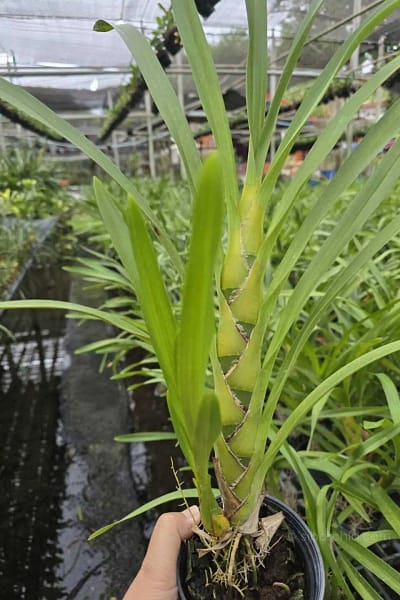 grammatophyllum speciosum
