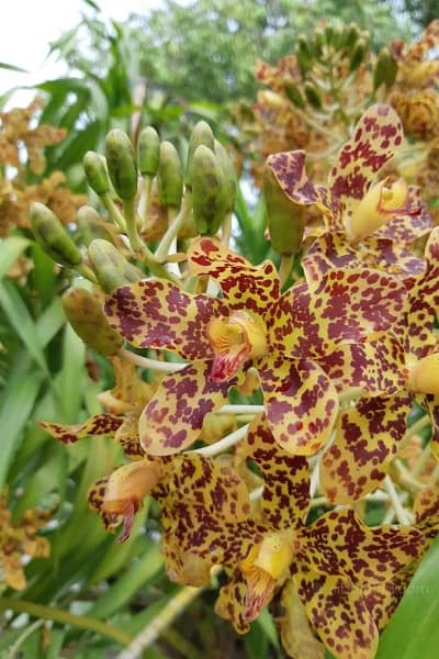 grammatophyllum speciosum
