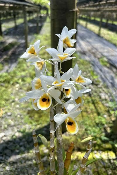 dendrobium bensoniae