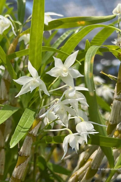 Dendrobium hercoglossum alba