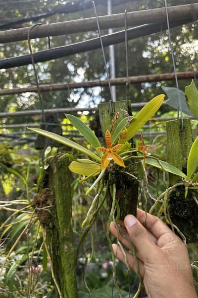 Phalaenopsis cornu-cervi