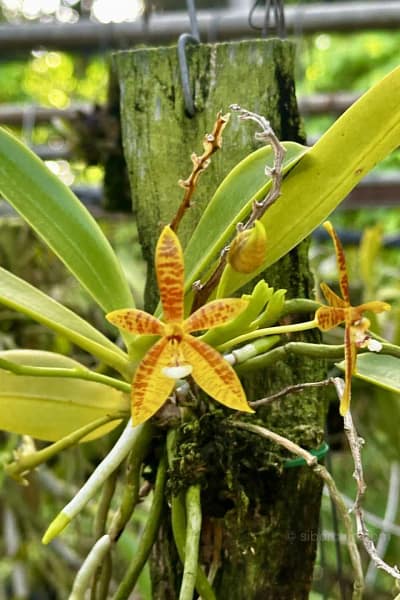 Phalaenopsis cornu-cervi