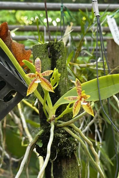 Phalaenopsis cornu-cervi