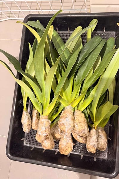 Paphiopedilum parishii