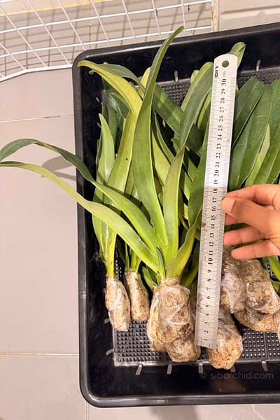 Paphiopedilum parishii
