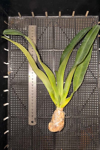 Paphiopedilum parishii
