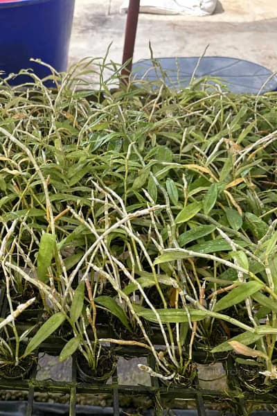 Dendrobium anosmum