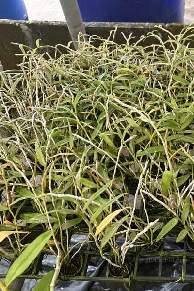 Dendrobium anosmum