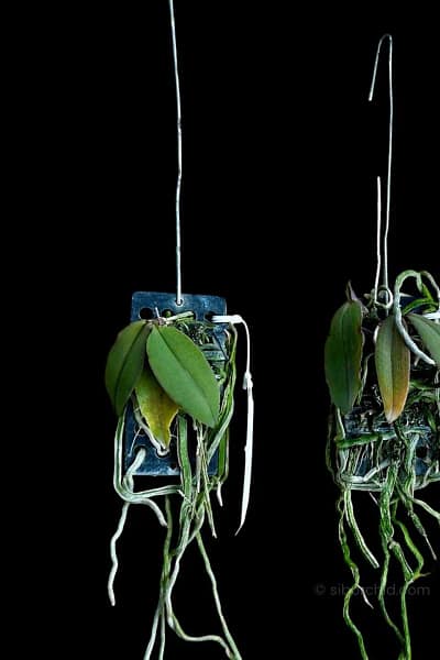 Phal lowii