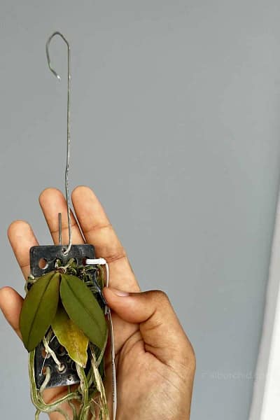 Phal lowii