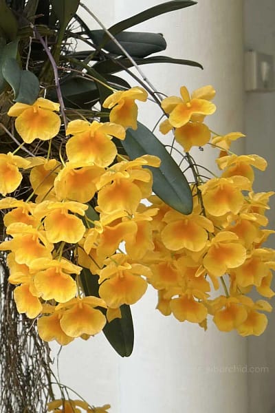 Dendrobium lindleyi