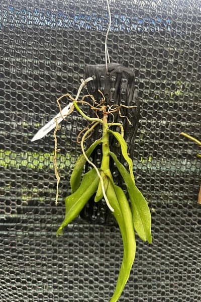 Robiquetia Spathulata