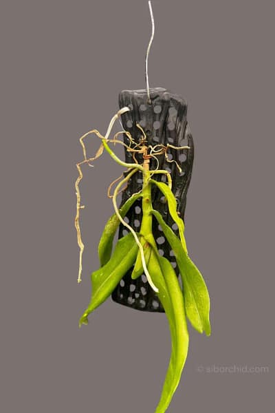 Robiquetia Spathulata