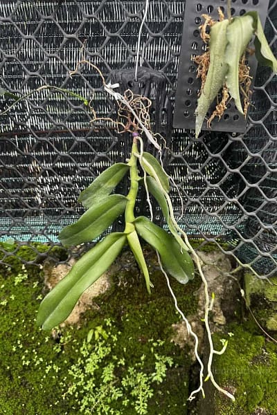Robiquetia Spathulata