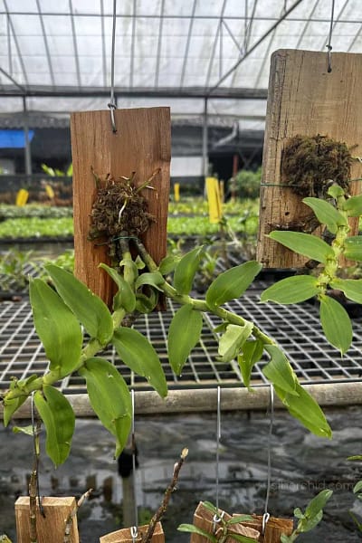 Dendrobium ochreatum