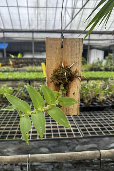 Dendrobium ochreatum