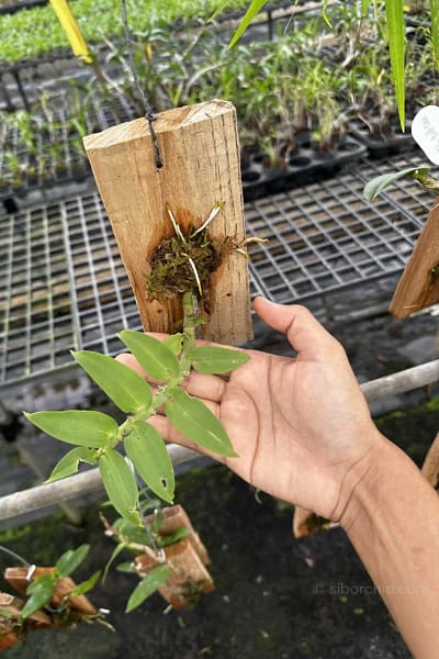 Dendrobium ochreatum