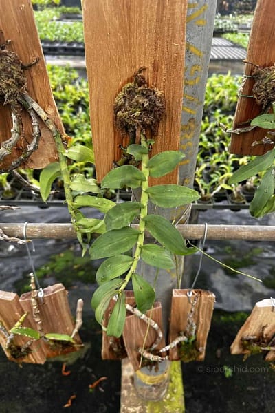 Dendrobium ochreatum
