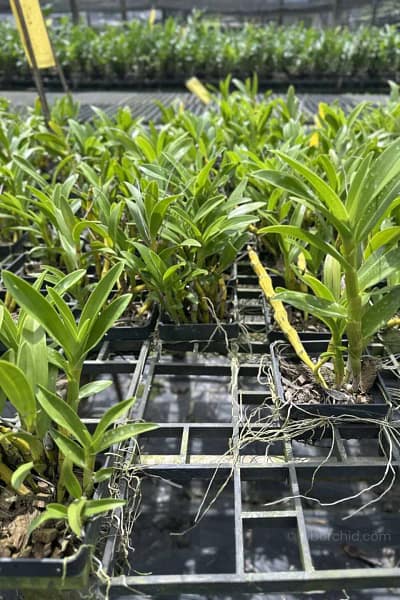 dendrobium sukhakulii