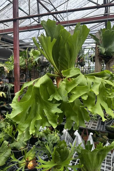 Platycerium Kitshakood “Wide Form”