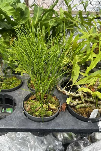 Psilotum nudum – Whisk Fern