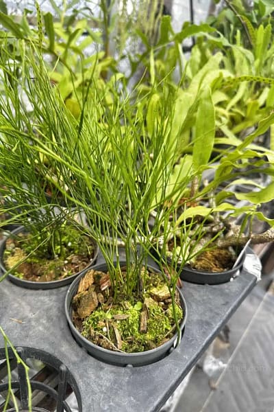 Psilotum nudum – Whisk Fern
