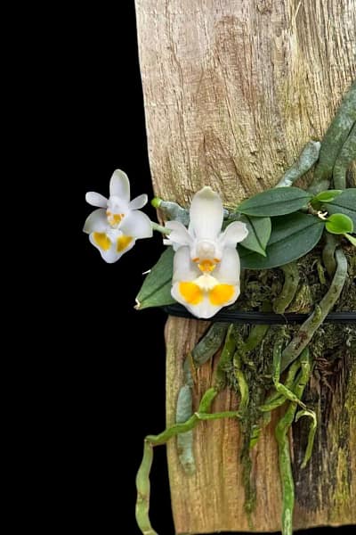 phalaenopsis gibbosa